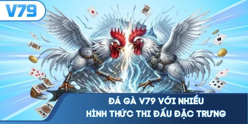 Đá gà V79 với nhiều hình thức thi đấu đặc trưng
