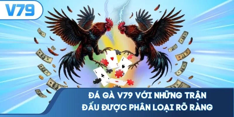 Đá gà V79 với những trận đấu được phân loại rõ ràng